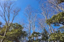 樹海モーニングツアー