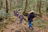 樹海モーニングツアー