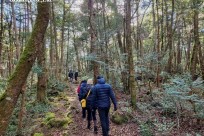 樹海モーニングツアー