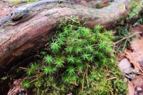 樹海モーニングツアー