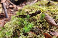 樹海モーニングツアー