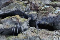 樹海モーニングツアー