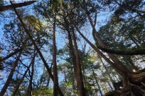 樹海モーニングツアー