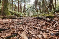星のや富士様「樹海溶岩ハイキング」