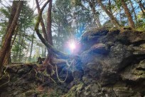 樹海モーニングツアー