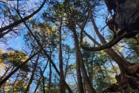 樹海モーニングツアー