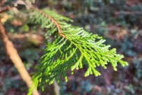 樹海モーニングツアー