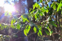 樹海モーニングツアー