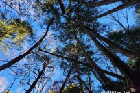 樹海モーニングツアー