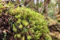 樹海モーニングツアー