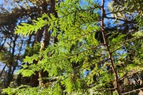 樹海モーニングツアー