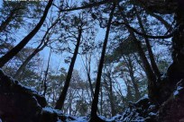 樹海モーニングツアー