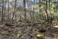 樹海モーニングツアー