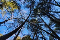 樹海モーニングツアー