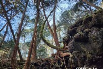 樹海モーニングツアー