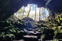 樹海モーニングツアー