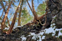 星のや富士様　「樹海溶岩ハイキング」