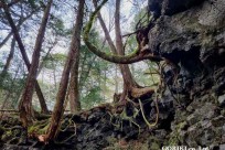 樹海モーニングツアー