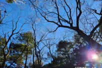 樹海モーニングツアー