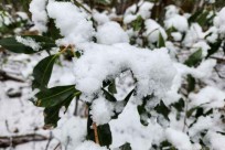 樹海モーニングツアー