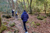 樹海モーニングツアー