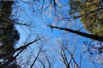 樹海モーニングツアー