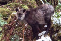 星のや富士様「樹海溶岩ハイキング」