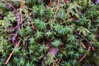 樹海モーニングツアー