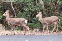 樹海モーニングツアー