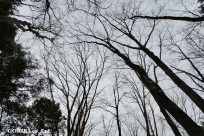 樹海モーニングツアー