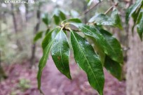 樹海モーニングツアー
