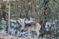 樹海モーニングツアー