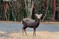 樹海モーニングツアー