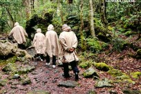 樹海モーニングツアー