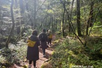 樹海モーニングツアー