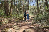 星のや富士様　「樹海溶岩ハイキング」