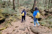 星のや富士様　「樹海溶岩ハイキング」