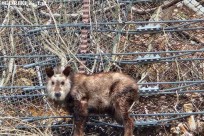 樹海モーニングツアー