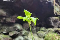 樹海モーニングツアー