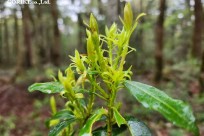 樹海モーニングツアー