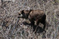 星のや富士様　樹海溶岩ハイキング