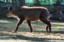 樹海モーニングツアー