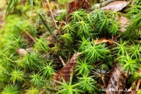 樹海モーニングツアー