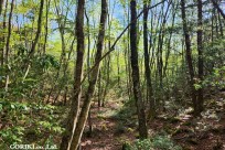 樹海モーニングツアー