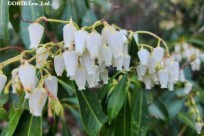 星のや富士様　「樹海溶岩ハイキング」