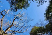 樹海モーニングツアー
