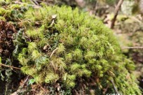 樹海モーニングツアー