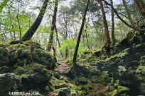 樹海モーニングツアー