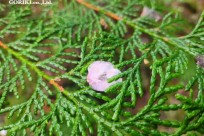 樹海モーニングツアー