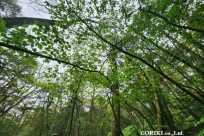 樹海モーニングツアー